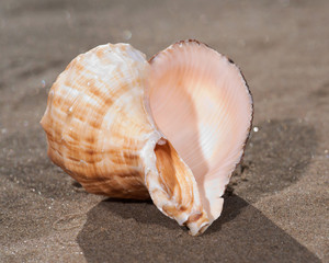 The mollusc (or mollusk) shell is typically a calcareous exoskeleton which encloses, supports and protects the soft parts of an animal in the phylum Mollusca, which includes snails, clams, tusk shells