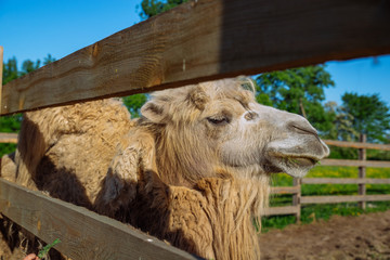 camel close up in zoo. sunny summer day