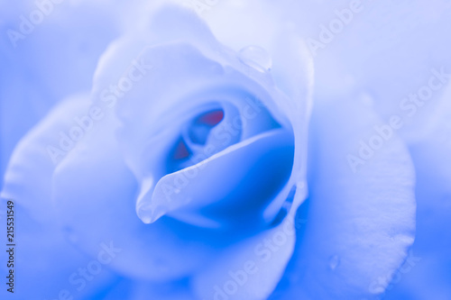 Abstract Floral Blue Rose Background Macro View Dew Drops