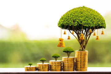 Stacking gold coins and money bag of tree with growing put on the wood on the morning sunlight in public park, Saving money and loan for business investment concept. - Powered by Adobe
