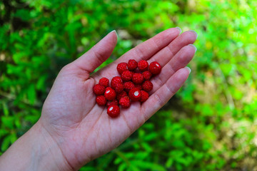 Wild ripe red strawberry on a hand, blurred natural background. A handful berry of a strawberry, natural backdrop. Close up.