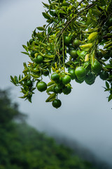 unripe (amature) fruits of orange cultivars Sai Nam Pherng