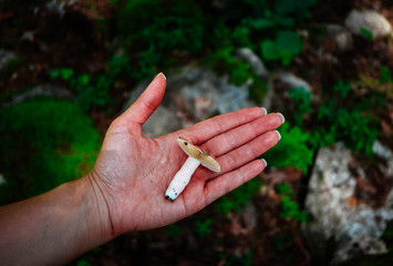 Colorful fresh red cap edible russula mushroom in the hand, blurred green mossy forest on...