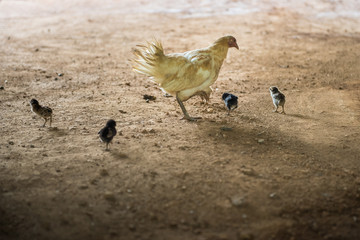 Hen (chicken) with the chicks finding the food