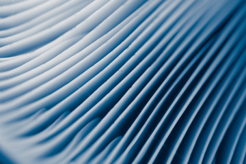 Obraz premium Mushroom cap, macro. Abstract floral blue background.