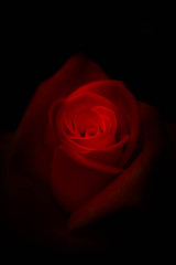 A red rose in a darkness, romantic floral background.