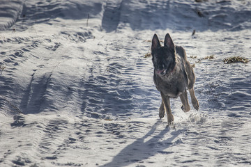 Owczarek czechosłowacki biegnący po śniegu 