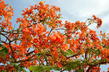 Texture of a beautiful Delonix plant tree with red unusual flowers with petals and fresh green leaves in Egypt in the background of a blue sky