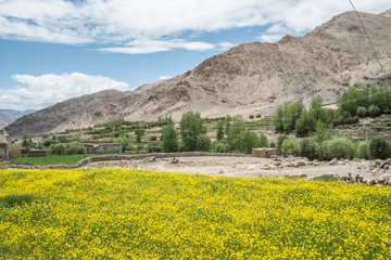 Obraz premium Indien- Ladakh- Shakti