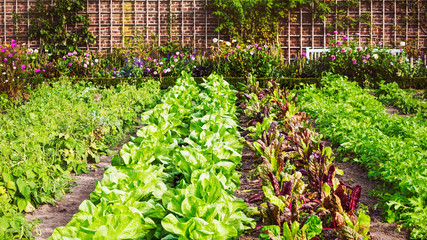 Vegetable garden
