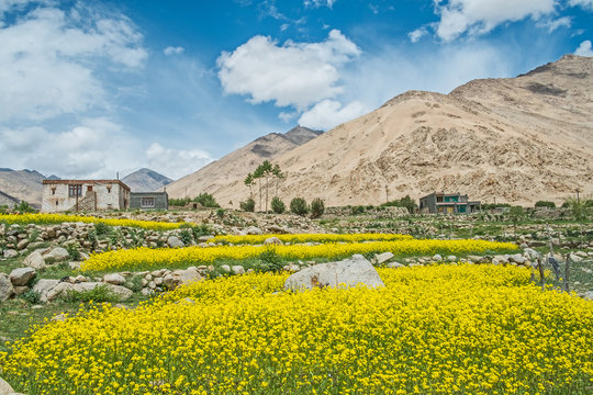 Indien- Ladakh- Shakti