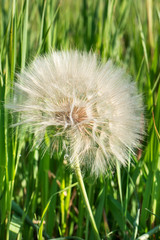 Great dandelion in grass