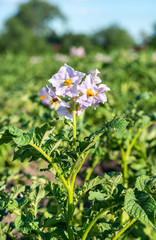 Flowering potato bush
