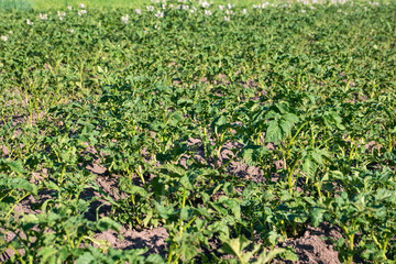 Fototapeta na wymiar Field growing potatoes