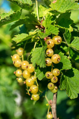 Yellow currant branch