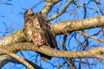 Immature bald eagle sitting in tree with food gives a warning cry