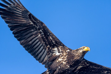 Young bald eagle close up in flight