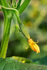 Young cucumber on stem