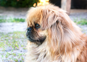 Portrait of pekingese dog