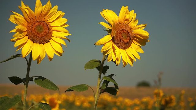 zwei Sonnenblumen vor Feld und blauem Himmel