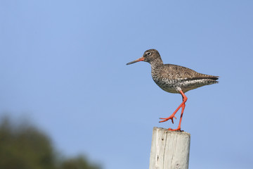 Sandpiper (Common Redshank)