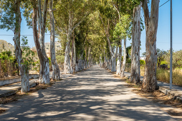 Long straight road with enormous eucalyptus trees in Kolymbia. Rhodes island, Greece