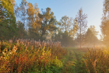 Fototapeta premium Sun lights in a mist in forest