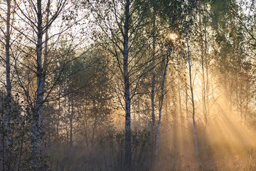 Obraz na płótnie Canvas Sun lights in a mist in forest