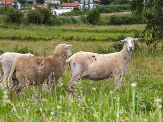 Obraz premium Ovejas en el campo