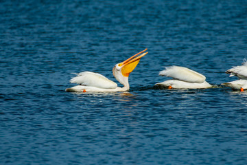Pelicans Swimming in Elk Island National Park, Canada