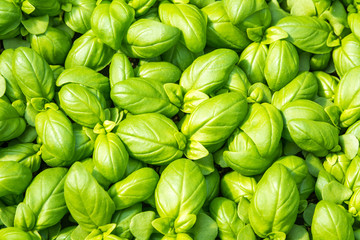 basil seedlings, green seedling aromatic herp (Ocimum basilicum)