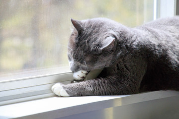 Gray and white shorthair house cat napping on window sill