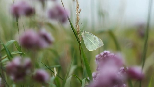 Gro&szlig;er Kohlwei&szlig;ling zwischen Gr&auml;ser und Echter Dost - Makroaufnahme