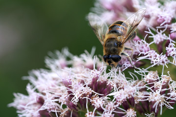 a bee collects nectar from a flower