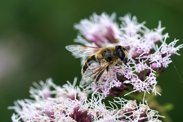 a bee collects nectar from a flower
