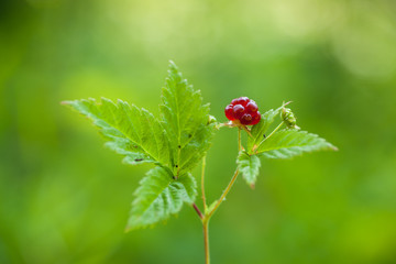 Rubus pubescens - Bramble