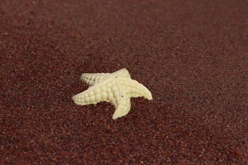 Fototapeta na wymiar toy starfish on the shore