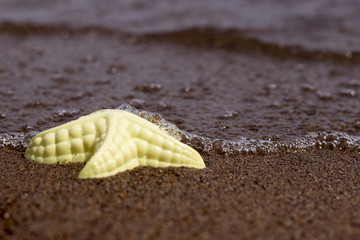 toy starfish on the shore