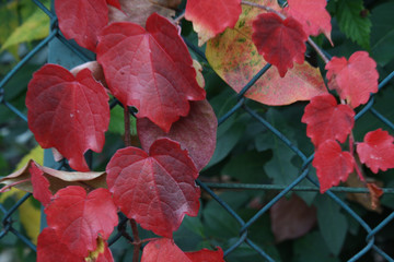parthenocissus in autumn