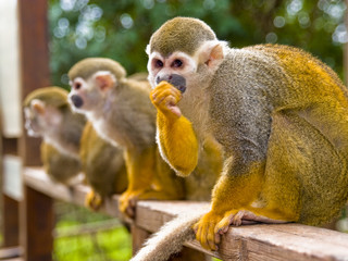yellow monkeys