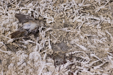 dead bird on saline soil
