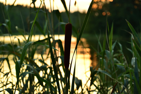 pałka wodna rosnąca przy mazurskim jeziorze podczas zachodu słońca