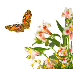 beautiful flowers and butterfly in garden close up