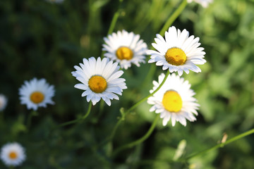close view of chamomile flower on green grass background