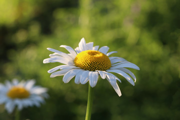 close view of chamomile flower on green grass background