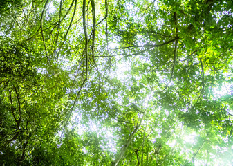 Looking up the tree on white background