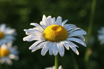 Obraz premium close view of chamomile flower on green grass background
