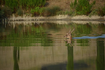 Cervo maschio che nuota in un laghetto