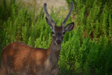 Cervo maschio tra i cespugli