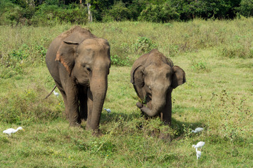 Wild elephants, Sri Lanka
